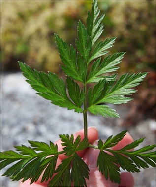 Pacific hemlock parsley, Conioselinum Gmelinii