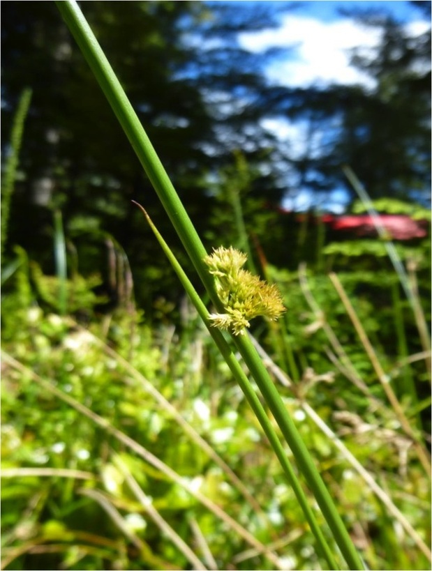Common rush (Juncus effusus)