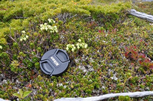 Yellow mountain-heather (Phyllodoce glanduliflora)
