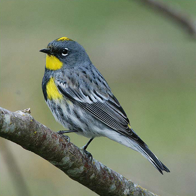 Audubon's yellow-rumped warbler (Setophaga coronata auduboni)