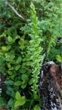 Slender bog-orchid (Platanthera stricta)