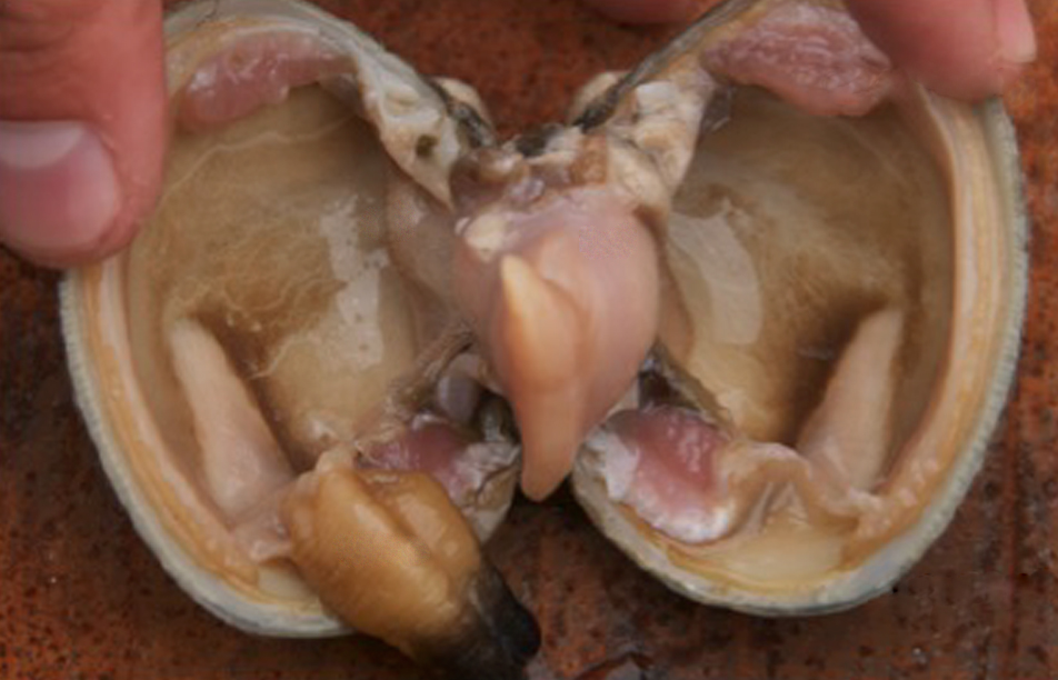 Pacific littleneck clam (Leukoma staminea)