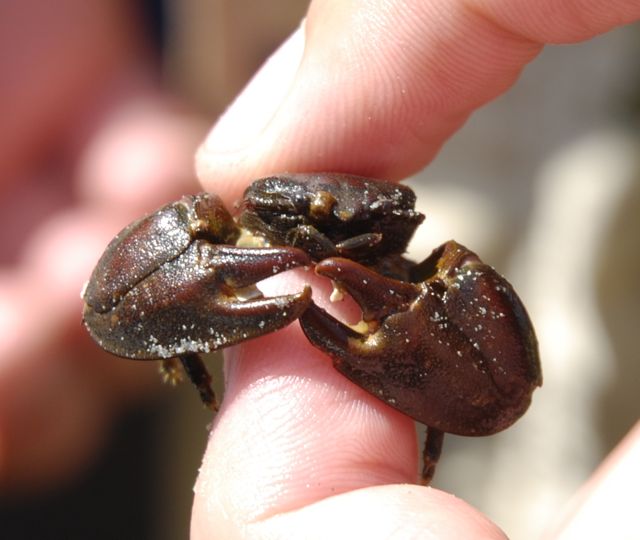 Flat porcelain crab (Petrolisthes cinctipes)