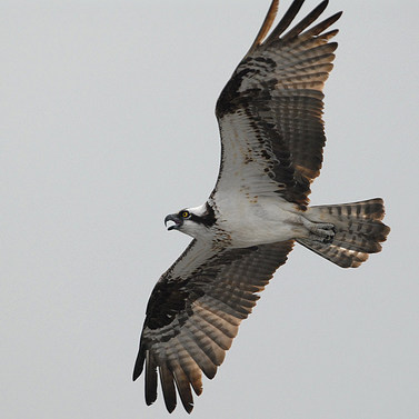 Osprey (Pandion haliaetus)