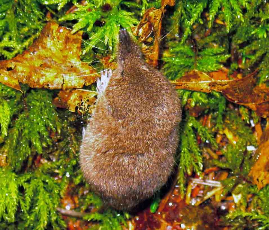 Shrew (Sorex sp.)