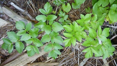 Sea-watch (Angelica lucida)