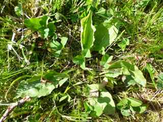 Common plantain (Plantago major)