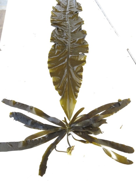 Winged kelp (Alaria marginata)