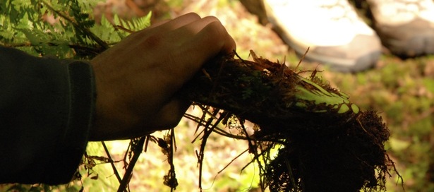 Spiny wood fern (Dropteris expansa)