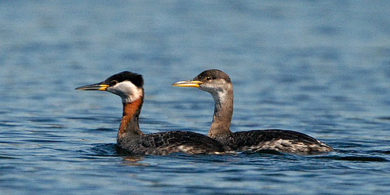 Red-necked grebe (Podiceps grisegena)