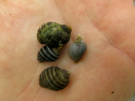 Northern striped dogwinkle (Nucella ostrina)
