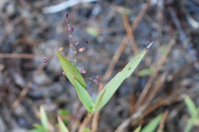 Western panicgrass (Dichanthelium acuminatum)