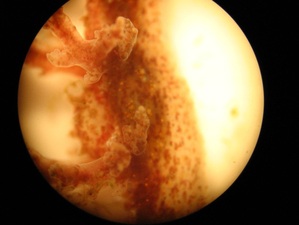 Bushy-backed nudibranch (Dendronotus venustus, Dendronotus frondosus)