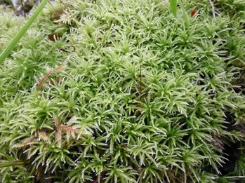 Menzies' tree moss (Leucolepis acanthoneuron)