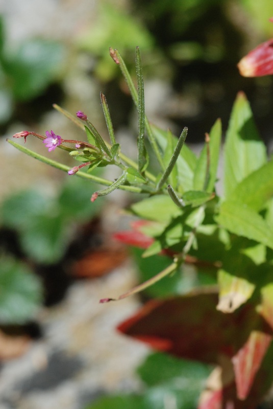 Purple-leaved willowherb, northern willow-herb (Epilobium ciliatum)