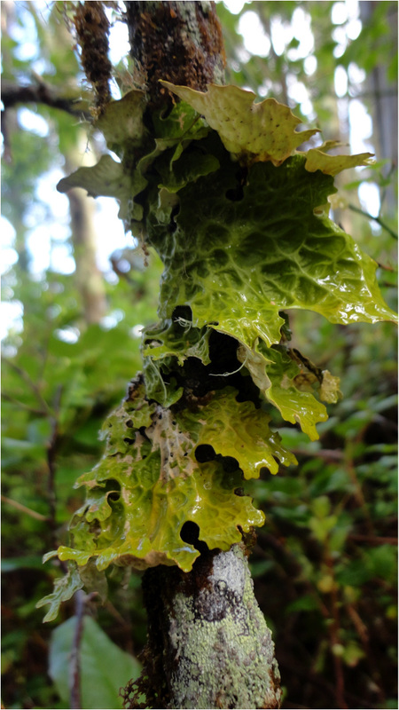 Lungwort (Lobaria pulmonaria)