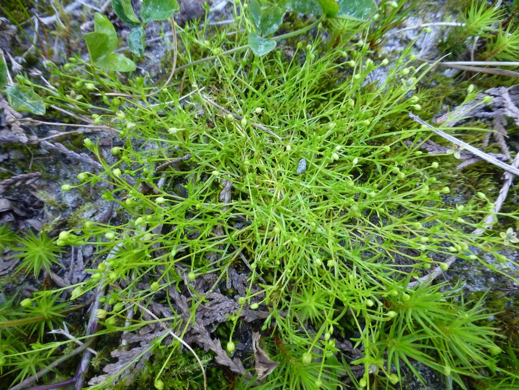 Bird's eye pearlwort (Sagina procumbens)