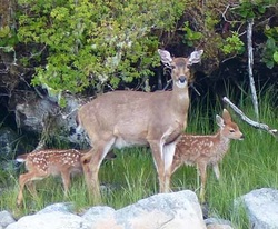 Sitka black-tailed deer (Odocoileus hemionus subsp. sitkensis)