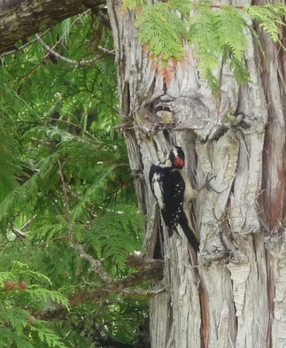 Hairy woodpecker (Picoides villosus)