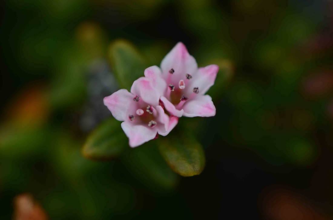Alpine-azalea (Loiseleuria procumbens)