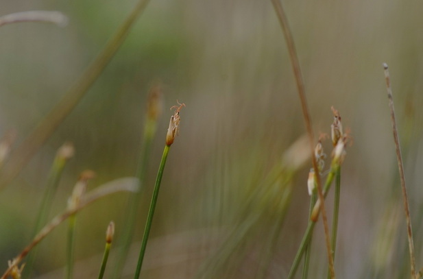 Tufted clubrush  (Trichophorum cespitosum)