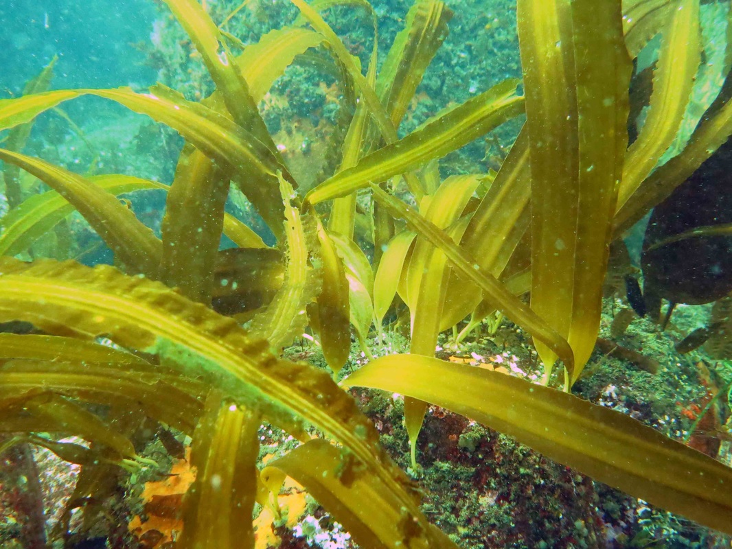 Three-ribbed kelp (Cymathere triplicata)