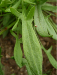 Sheep's sorrell, Rumex acetosella