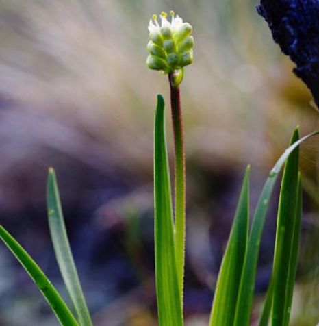 Sticky false asphodel  (Triantha glutinosa)