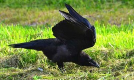 raven