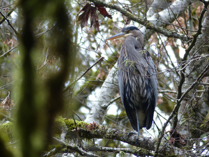 Great blue heron (Ardea herodias)