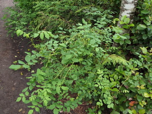 Nootka rose, Wild rose, Bristly rose (Rosa nutkana)