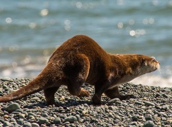 River otter (Lontra canadensis pacifica)