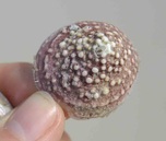 Whitecap limpet (Acmaea mitra)