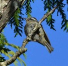 Golden-crowned kinglet (Regulus satrapa)