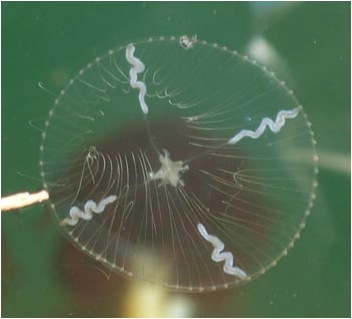 Cross jelly (Mitrocoma cellularia)