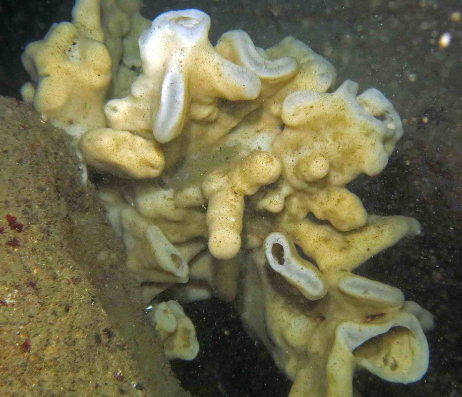 Cloud sponge (Aphrocallistes vastus)