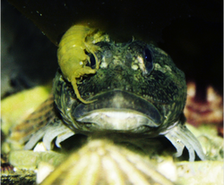 Cabezon (Scorpaenichthys marmoratus)