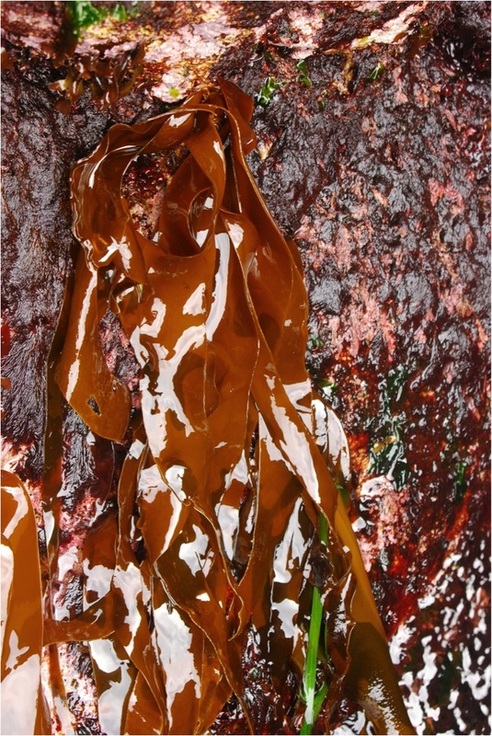 Stipeless kelp (Saccharina sessilis)