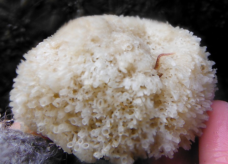 Spaghetti sponge (Leucosolenia eleanor)