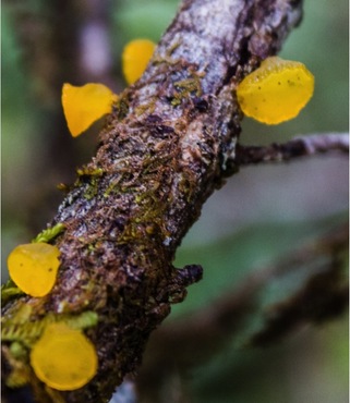 Golden cone jelly (Heterotextus alpinus)