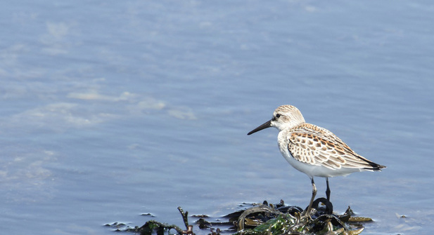 Western sandpiper (Calidris mauri)