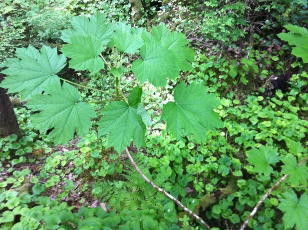 Devil's club (Oplopanax horridus)