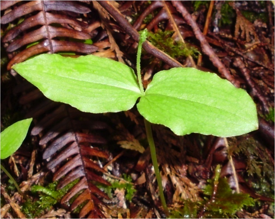 Northwestern twayblade (Listera caurina)