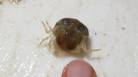 Grooved mussel crab (Fabia subquadrata)