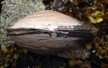 Fat gaper (Tresus capax)