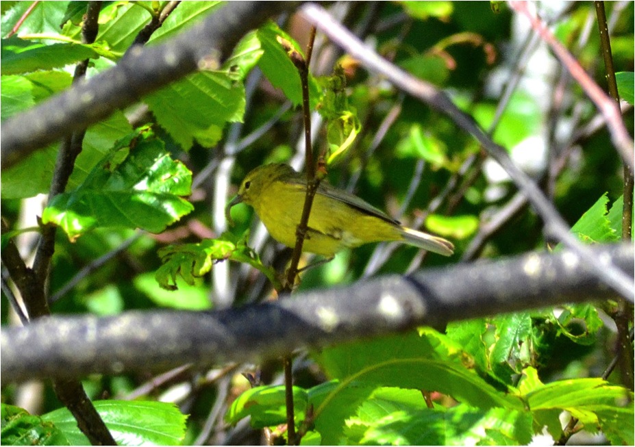 Orange-crowned warbler  (Vermivora celata)