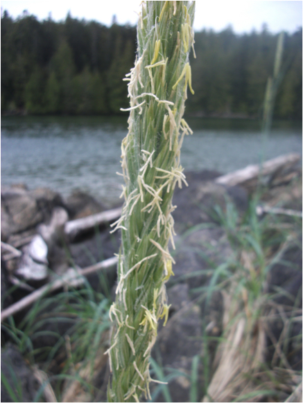 Dunegrass  (Elymus mollis)