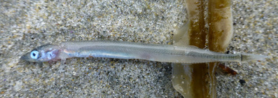 Pacific sand lance (Ammodytes hexapterus)