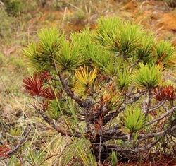 Shore pine (Pinus contorta var. contorta)