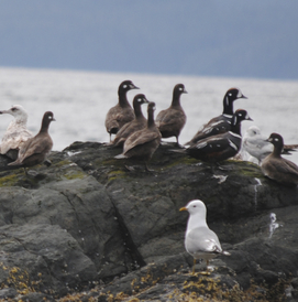 Harlequin duck (Histrionicus histrionicus)